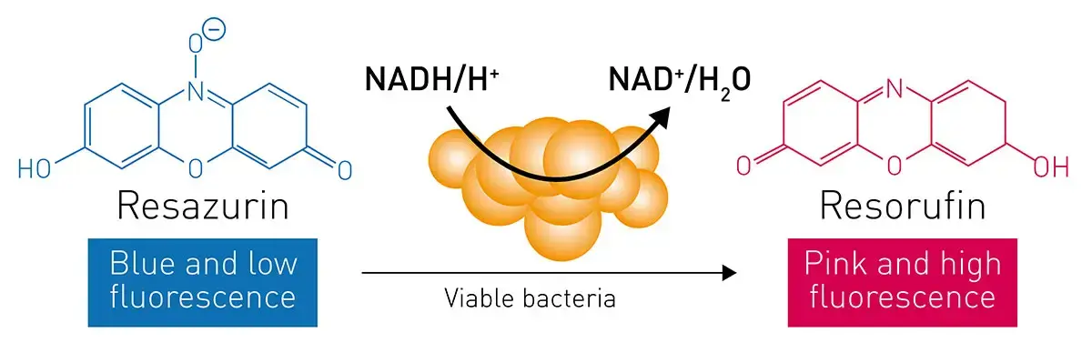 penicillin マザーグース スコア Novel Antibiotics Screening against S. aureus | BMG LABTECH